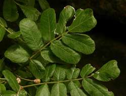 Sivun Commiphora marlothii Engl. kuva