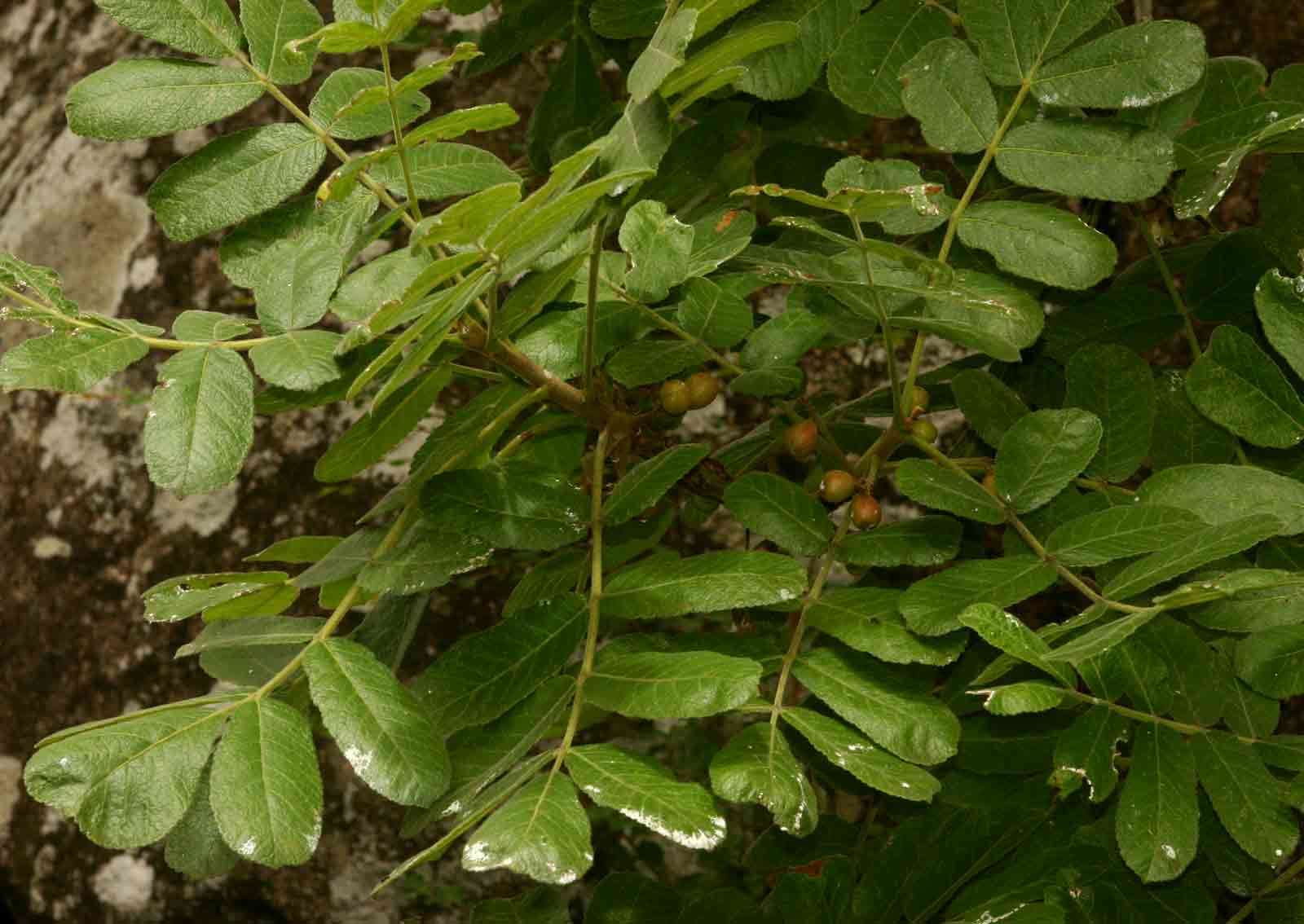 Sivun Commiphora marlothii Engl. kuva