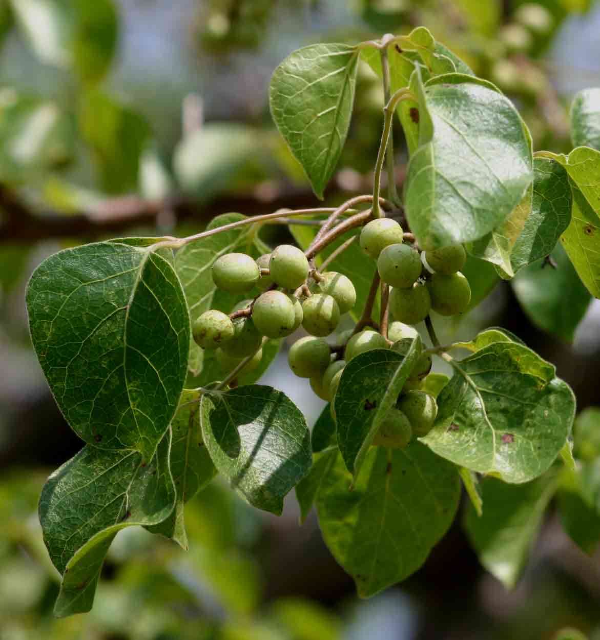 Image of Pepper-leaved commiphora