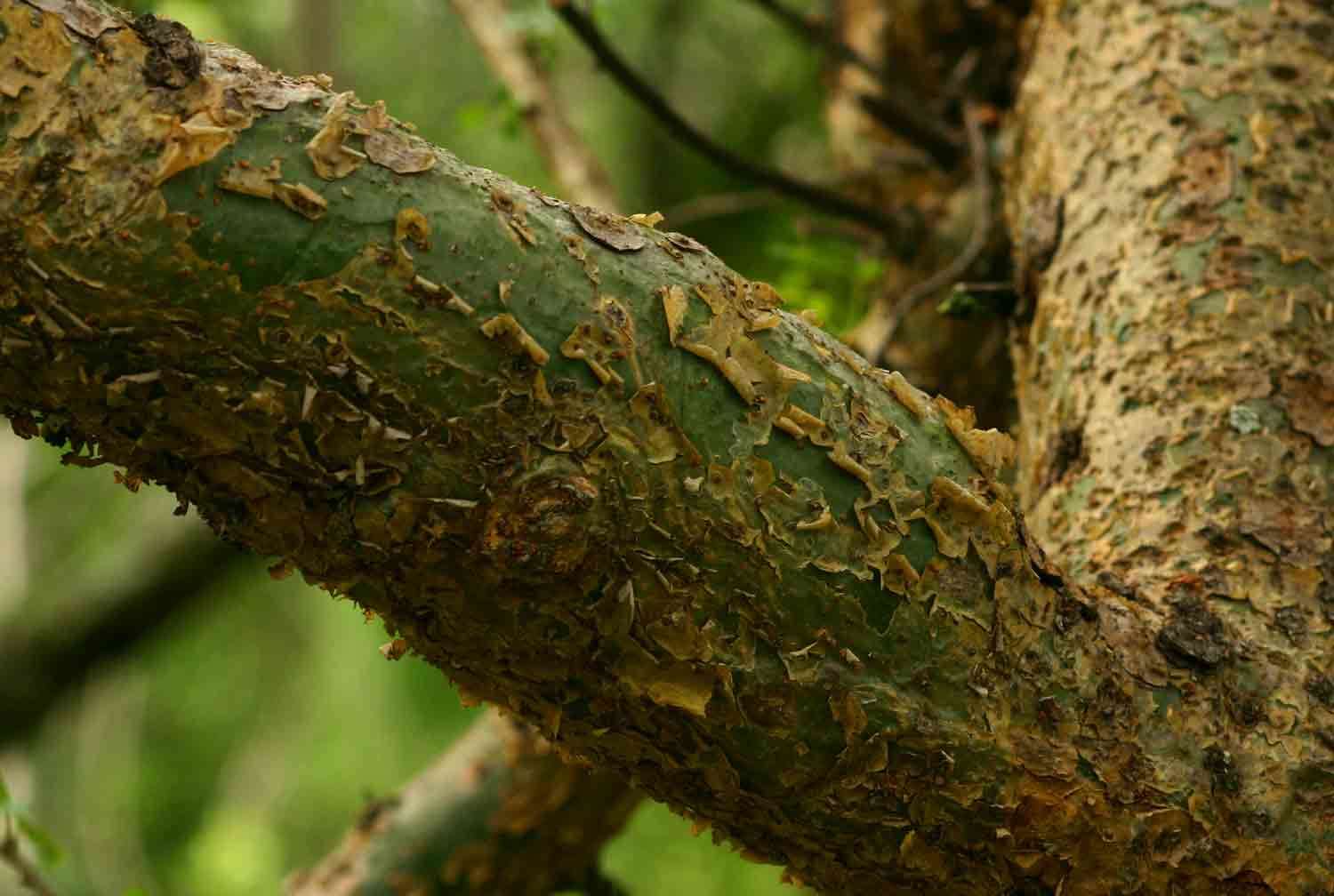 Image of Glossy-leaved corkwood