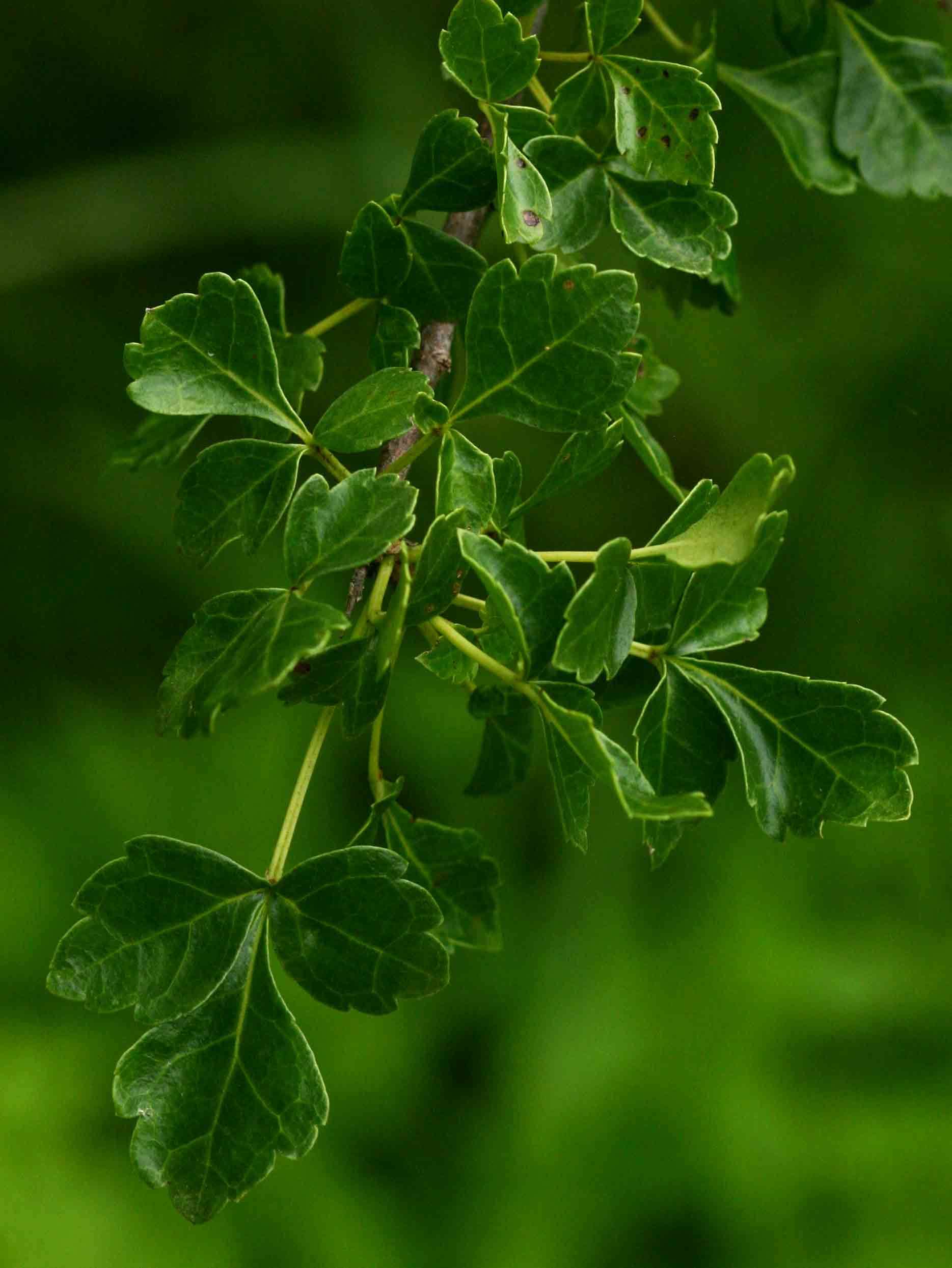 Image of Glossy-leaved corkwood