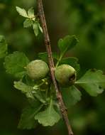 Image of Glossy-leaved corkwood