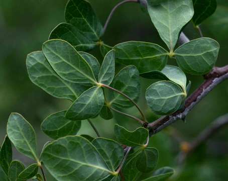 Imagem de Commiphora tenuipetiolata Engl.