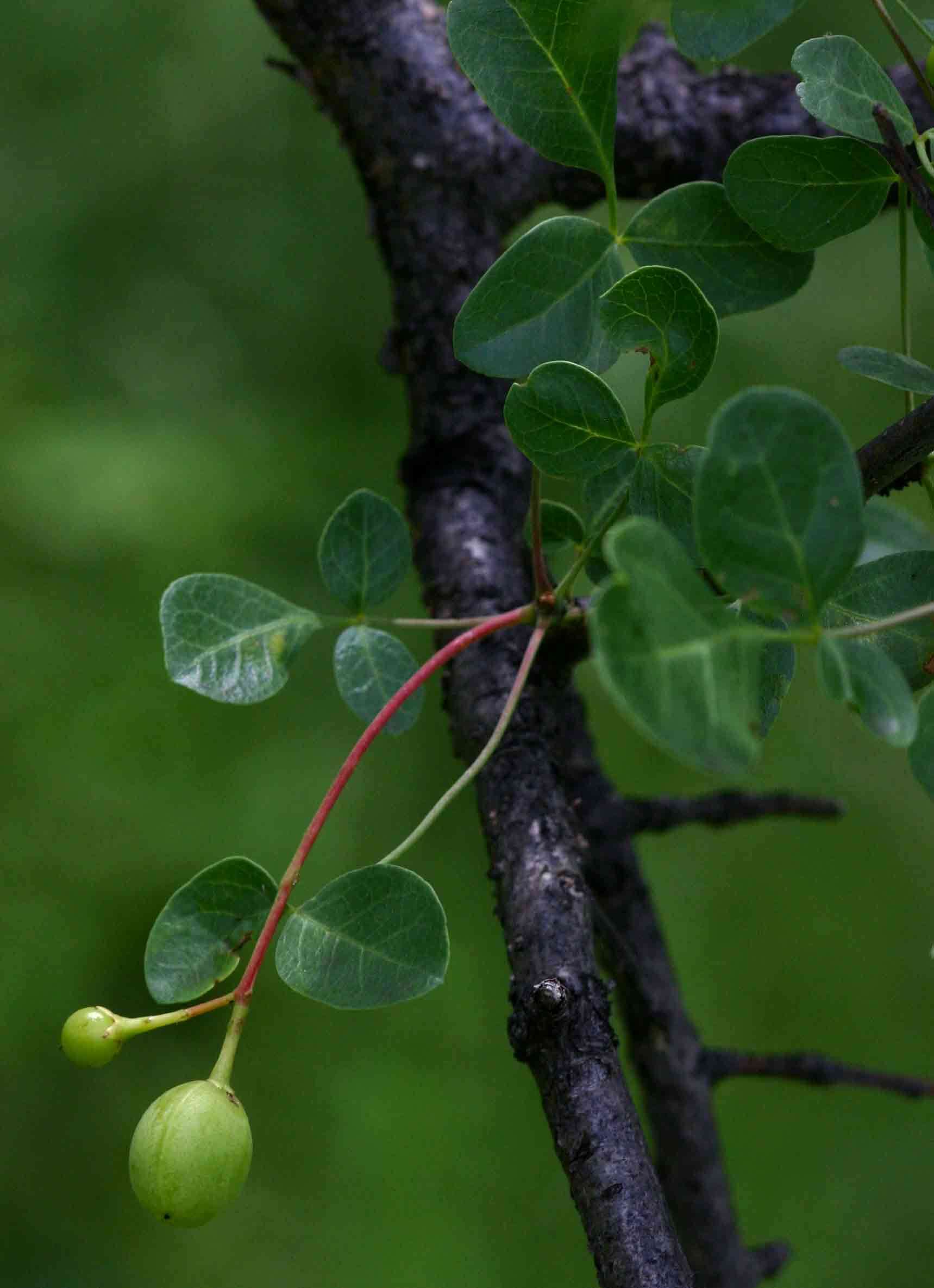 Image of Satin-bark corkwood