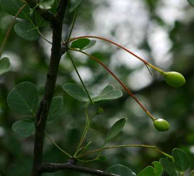 Image of Satin-bark corkwood