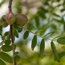 Image of River corkwood