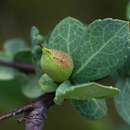 Image de Commiphora viminea Burtt Davy