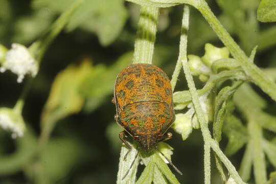 Image of Orsilochides variabilis (Herrich-Schaeffer 1837)