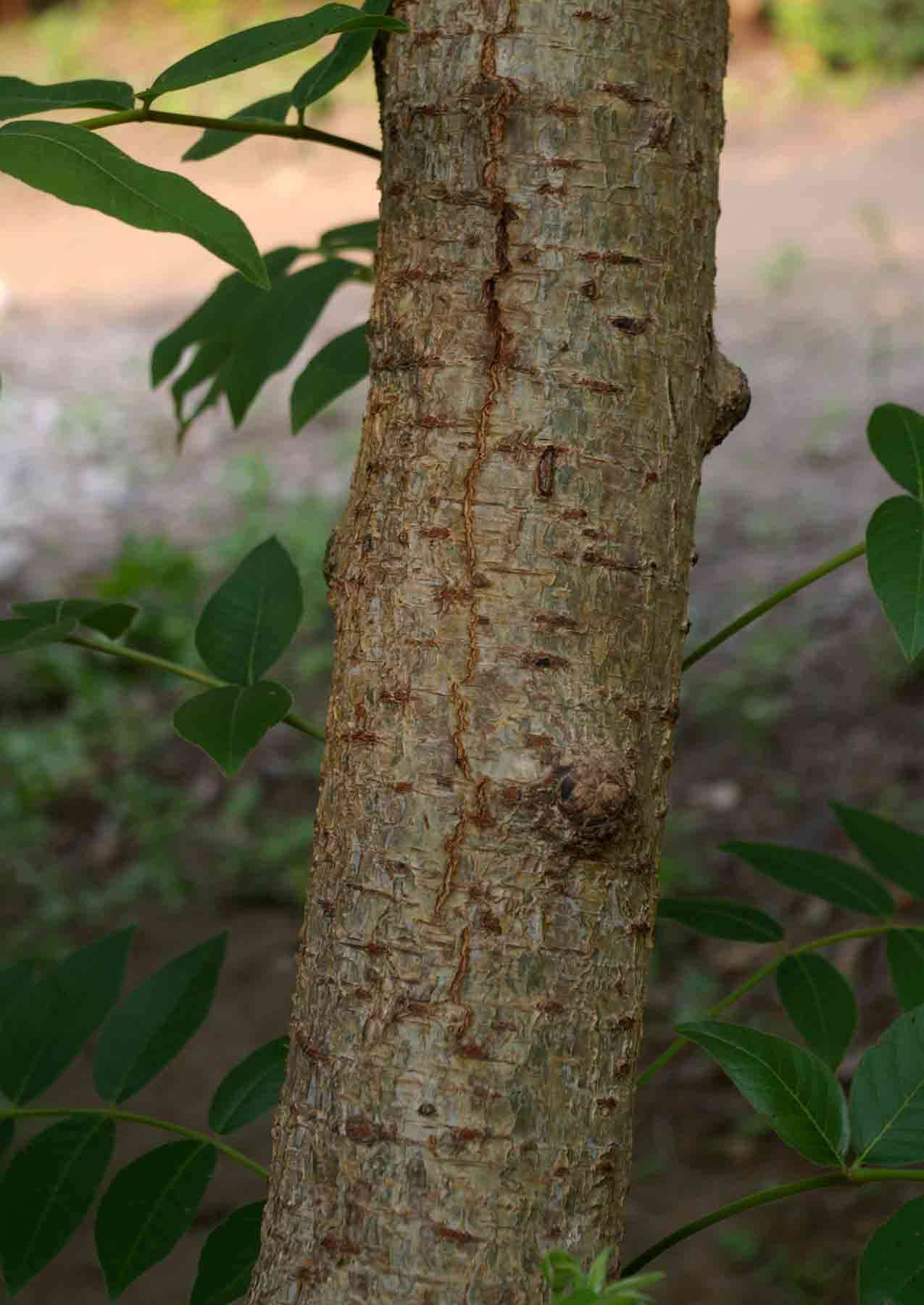 Image of Pendant-fruited corkwood