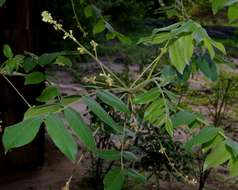 Imagem de Commiphora zanzibarica (Baill.) Engl.