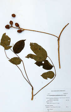 Image of Pendant-fruited corkwood