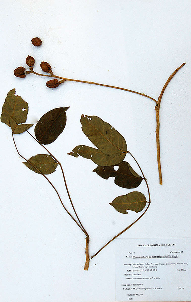 Imagem de Commiphora zanzibarica (Baill.) Engl.