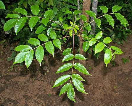 Image of Pendant-fruited corkwood