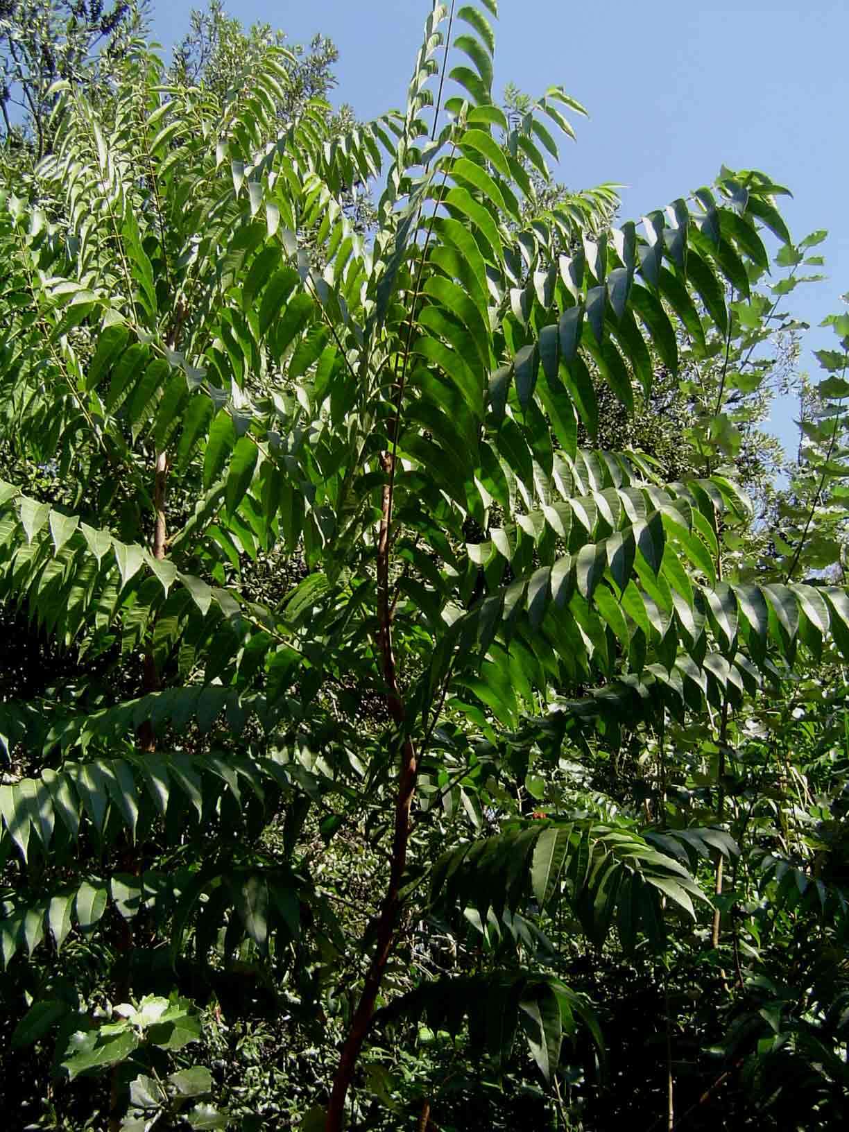 Image of redcedar