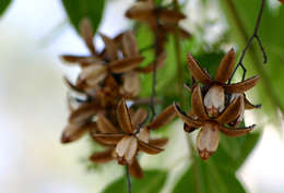 Image of redcedar