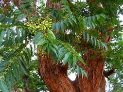 Image of redcedar