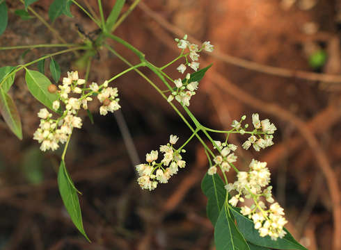 Image of redcedar