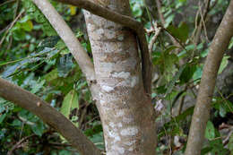 Image of African mahogany