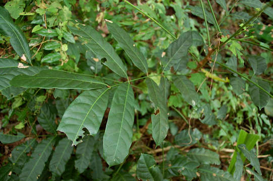 Image of African mahogany