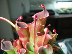 Image of Heliamphora minor Gleason