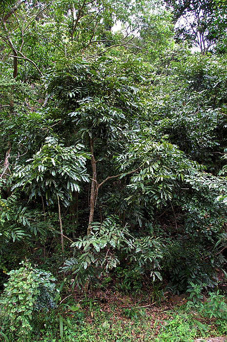 Image of African mahogany