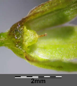 Image of Tufted Forget-Me-Not