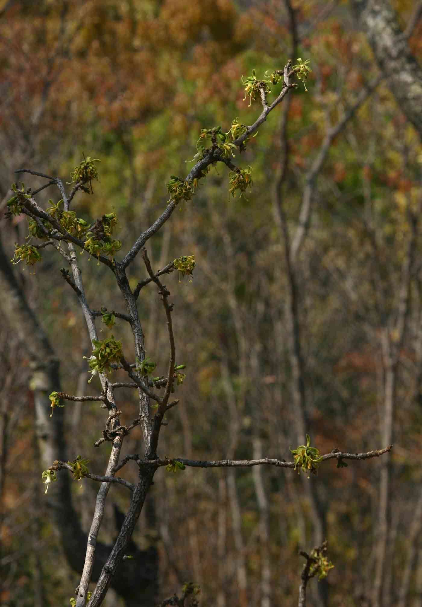 Image of Bushveld honeysuckle-tree