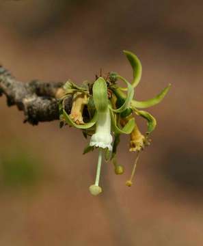 Imagem de Turraea nilotica Kotschy & Peyr.