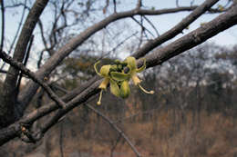 Image of Bushveld honeysuckle-tree