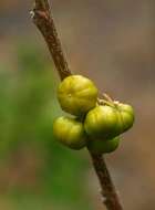 Image of Bushveld honeysuckle-tree