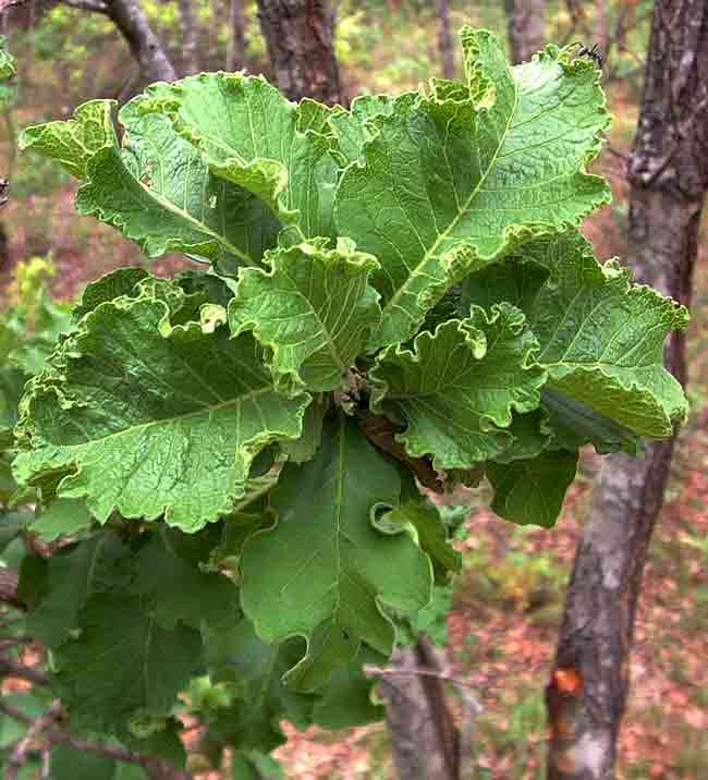 صورة Turraea nilotica Kotschy & Peyr.