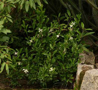 Image of Lesser honeysuckle tree