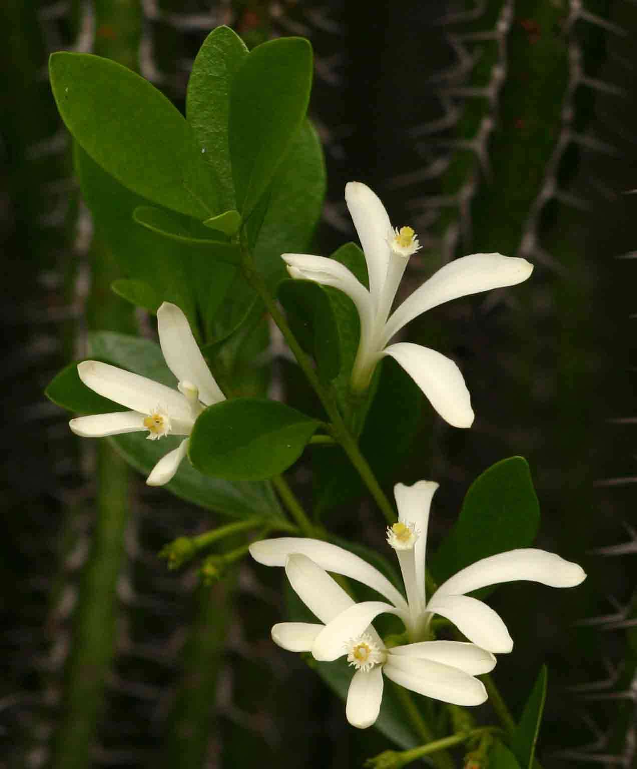 Image of Lesser honeysuckle tree