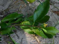 Image of Zambezi honeysuckle tree