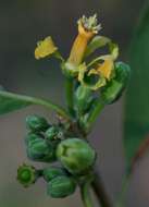 Image of Zambezi honeysuckle tree