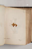 Image of Rhizogonium novae-hollandiae Bridel 1827