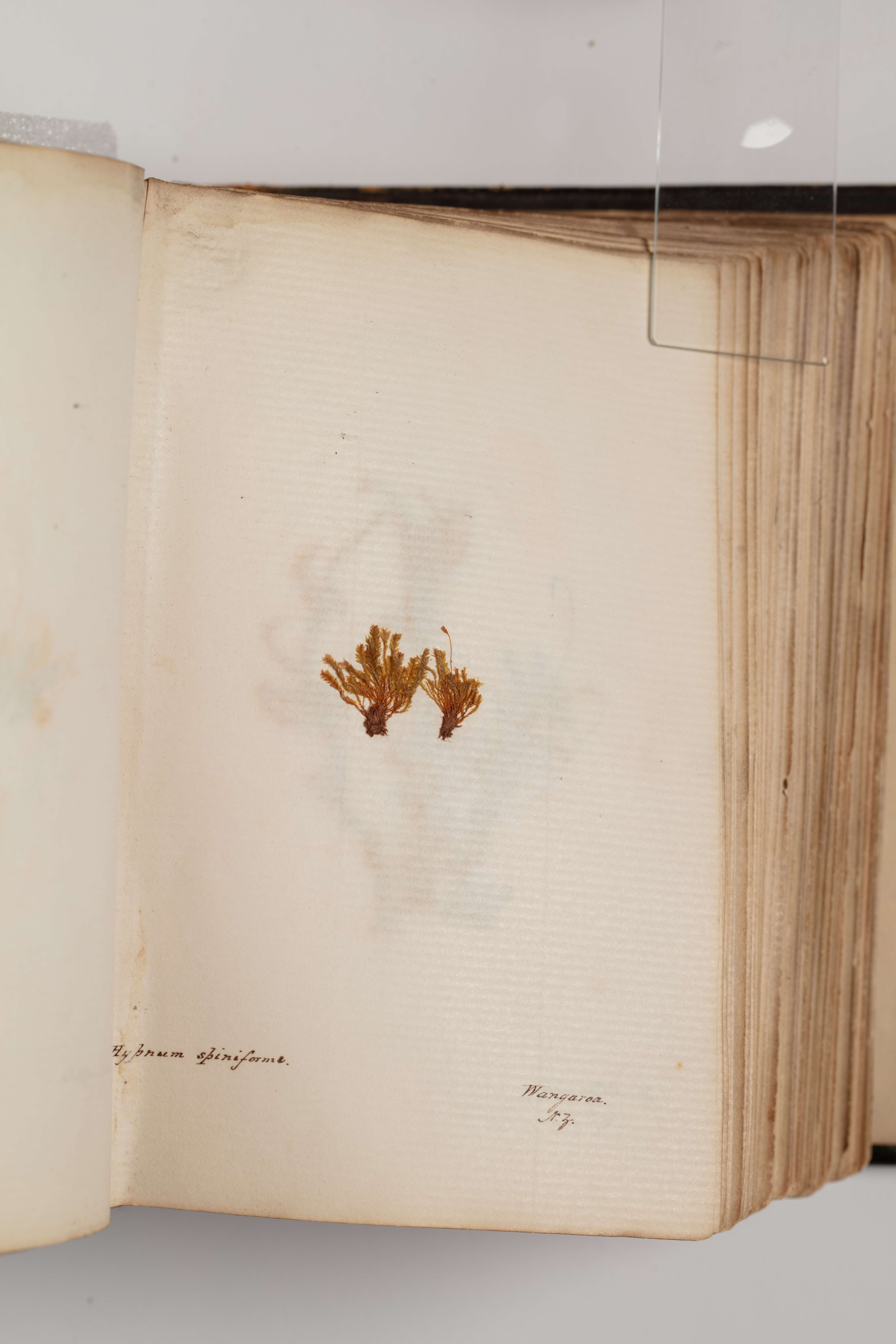 Image of Rhizogonium novae-hollandiae Bridel 1827