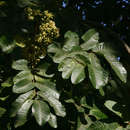 Imagem de Trichilia emetica subsp. emetica