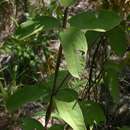 Sivun Sphedamnocarpus pruriens (Juss.) Szyszyl. kuva