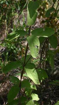 Image of Sphedamnocarpus