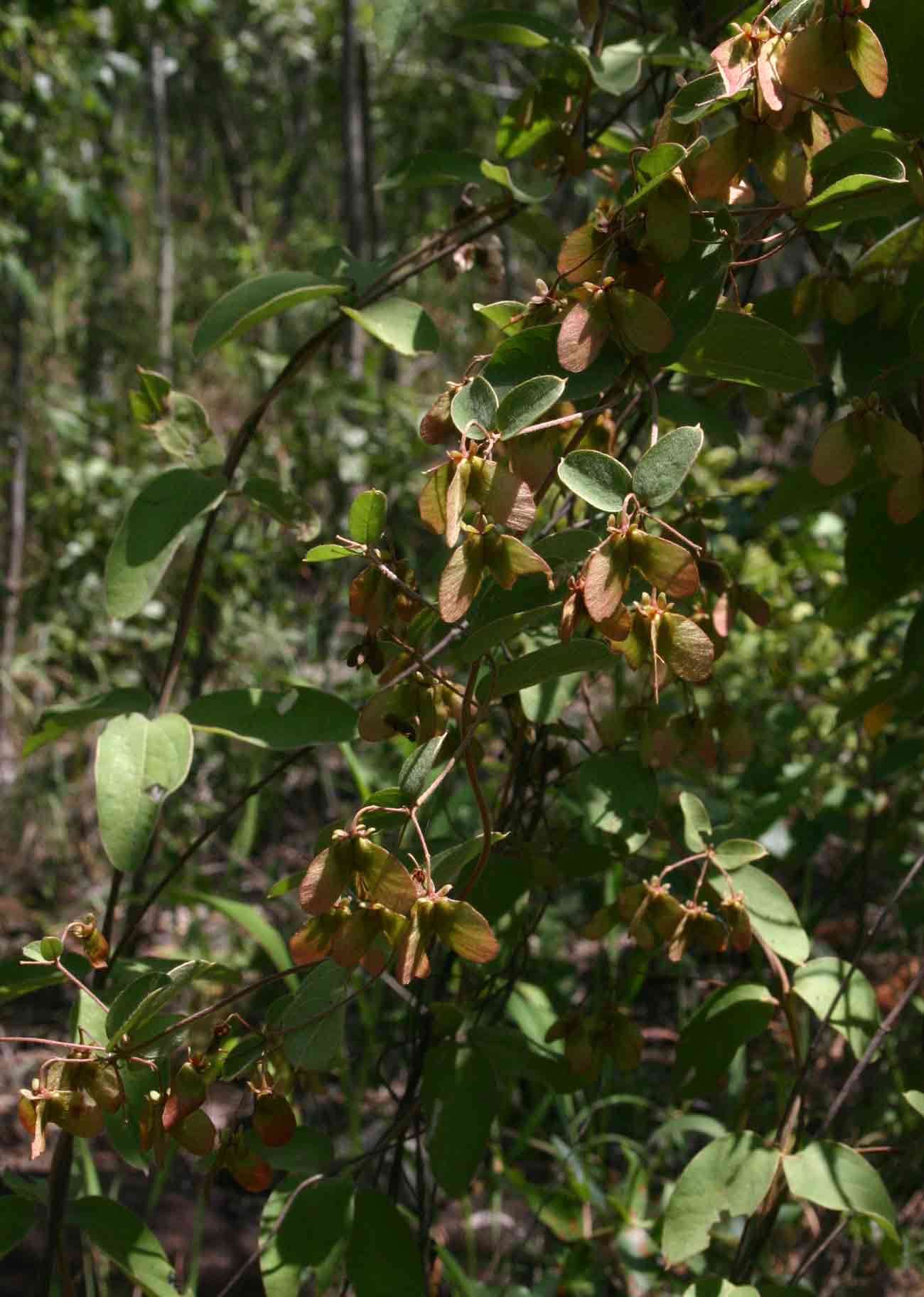 Image of Sphedamnocarpus