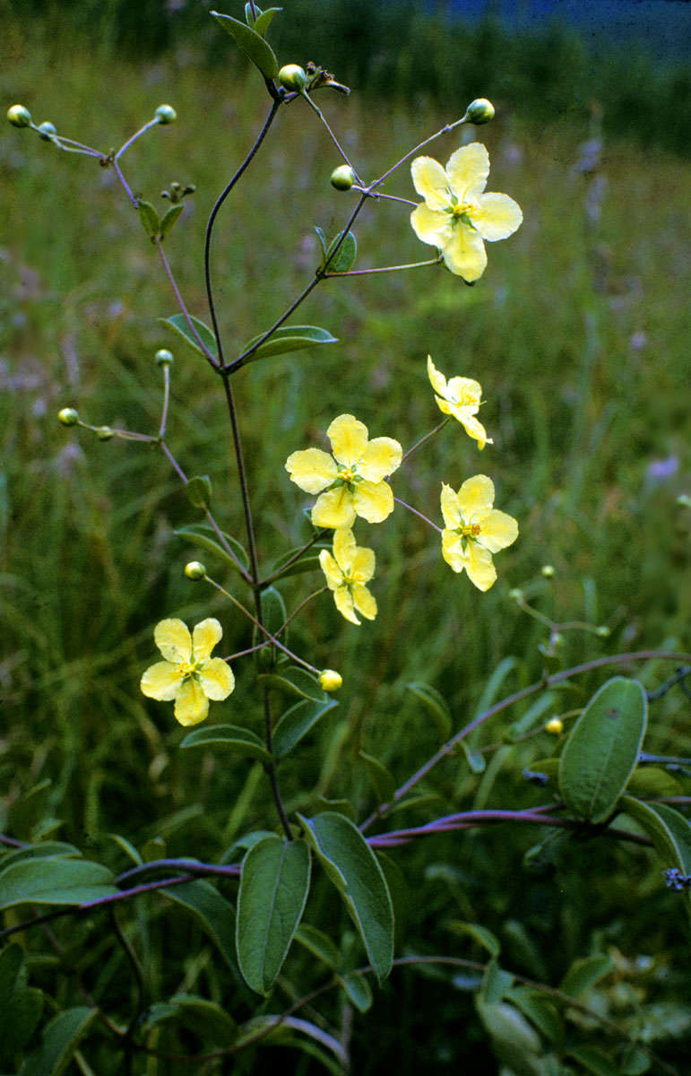 Image of Canary nettle