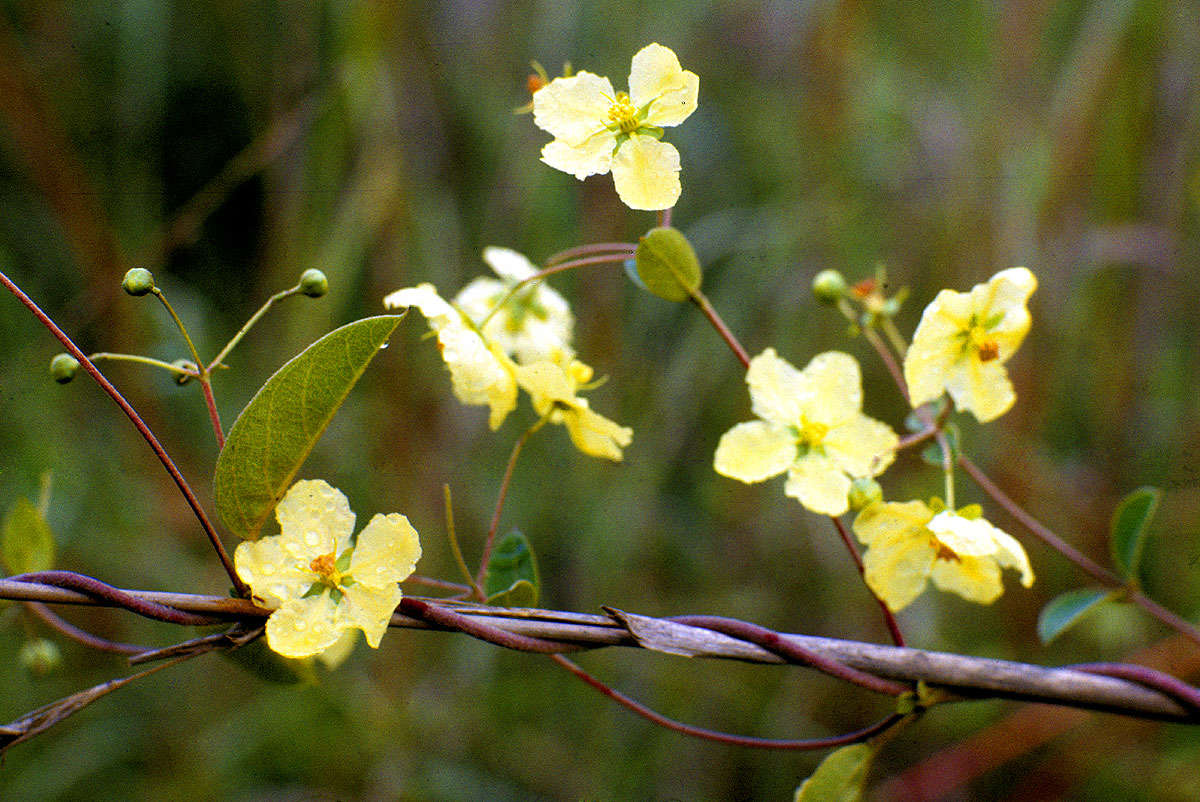 Image of Canary nettle