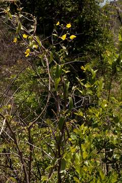 Image of Canary nettle