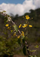 Image of Canary nettle