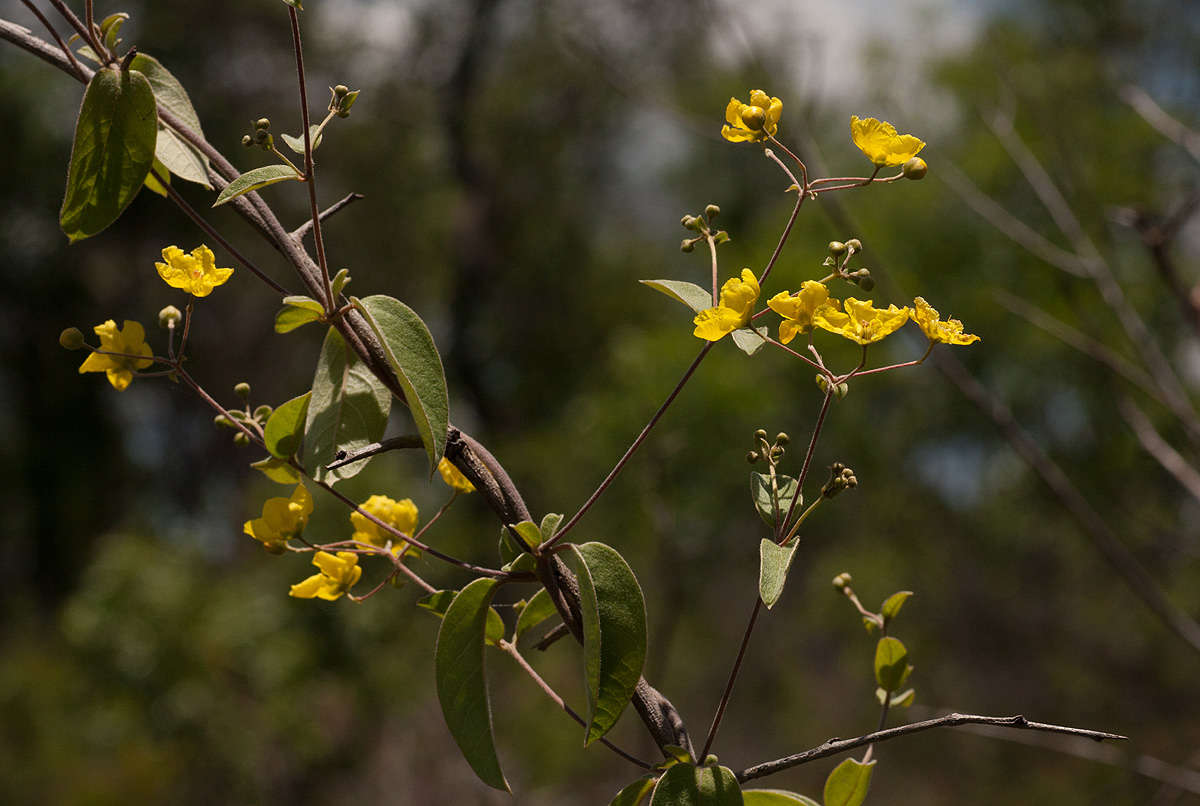 Image of Canary nettle