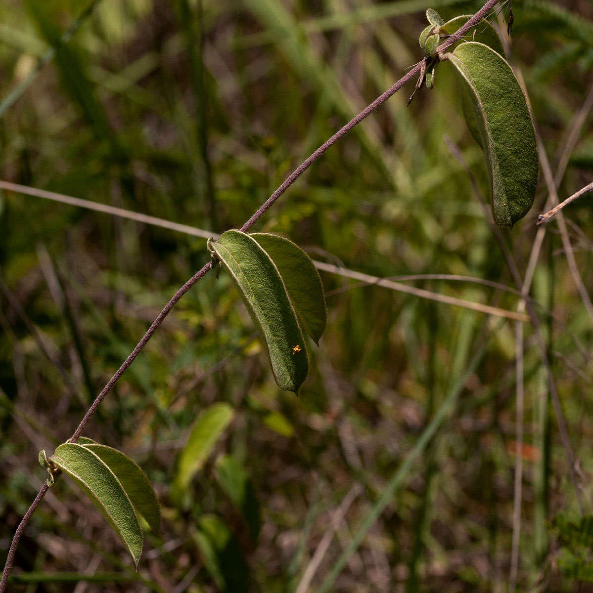 Image of Canary nettle