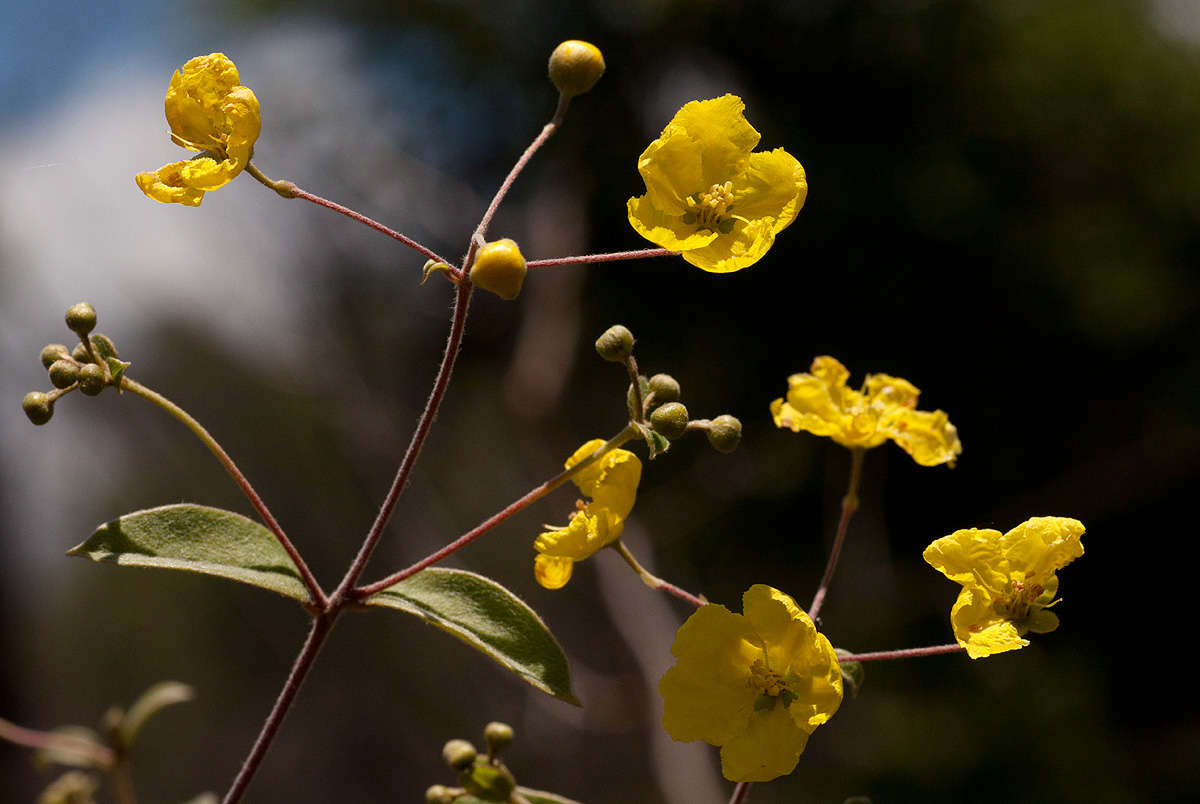 Image of Canary nettle