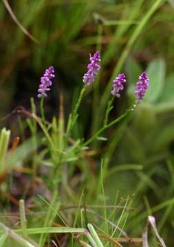 Image of <i>Polygala africana</i> Chodat