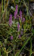 Image of <i>Polygala africana</i> Chodat